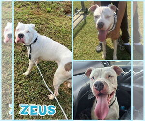 American Bulldog-Unknown Mix Dogs for adoption in Blacksburg, SC, USA