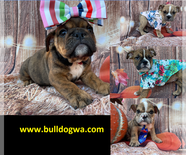 Medium Photo #1 Bulldog Puppy For Sale in MARYSVILLE, WA, USA