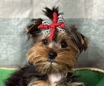 Small #2 Yorkshire Terrier