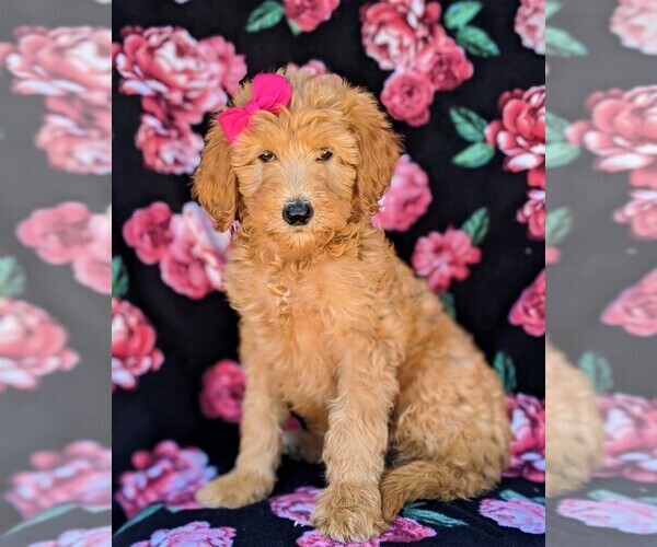 Medium Photo #3 Goldendoodle Puppy For Sale in NEW PROVIDENCE, PA, USA