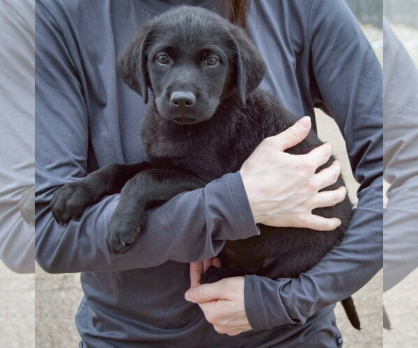 Medium Photo #2 Mutt Puppy For Sale in Huntley, IL, USA