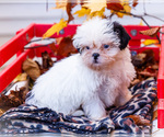 Small #3 Shih Tzu