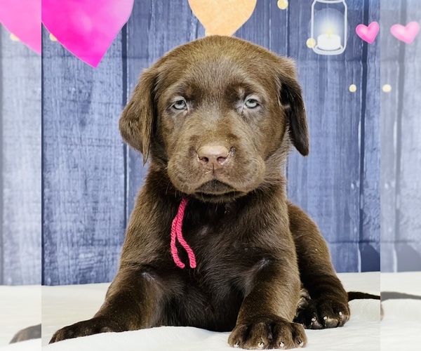 Medium Photo #1 Labrador Retriever Puppy For Sale in BURNS, TN, USA
