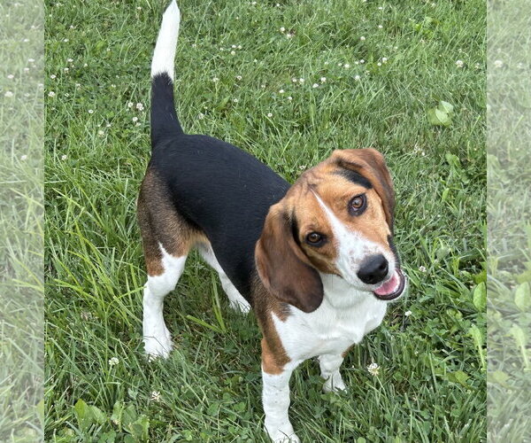 Medium Photo #3 Beagle Puppy For Sale in Batavia, OH, USA