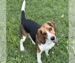 Small #2 Beagle