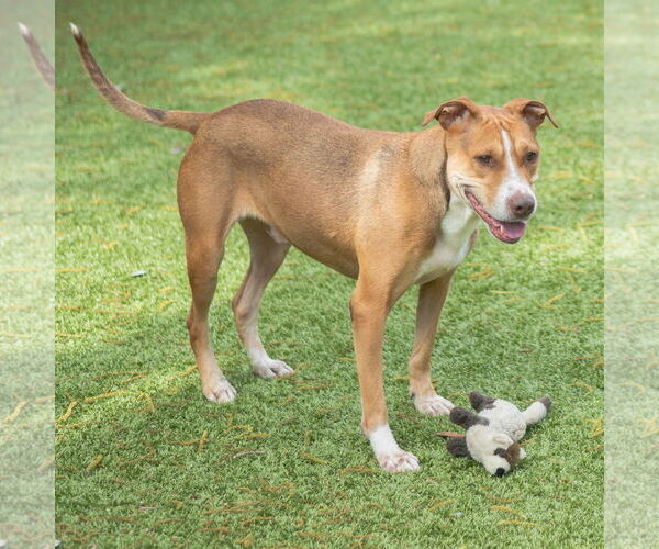 Medium Photo #5 Mutt Puppy For Sale in Hilton Head, SC, USA