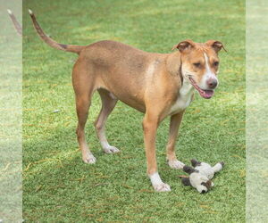 Brunswick - Male Mutt Dog for Adoption - Photo #5