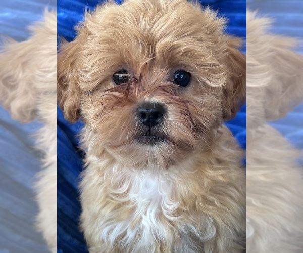 Medium Photo #1 ShihPoo Puppy For Sale in HERNDON, KY, USA