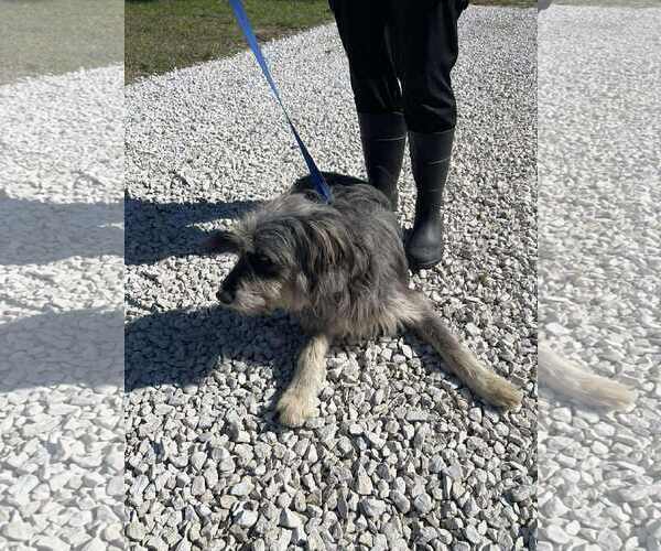 Medium Photo #3 Bearded Collie-Unknown Mix Puppy For Sale in Westwood, NJ, USA
