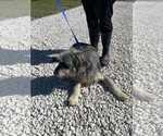 Small #2 Bearded Collie Mix