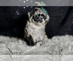 Small Photo #50 Maltipoo Puppy For Sale in WARSAW, IN, USA