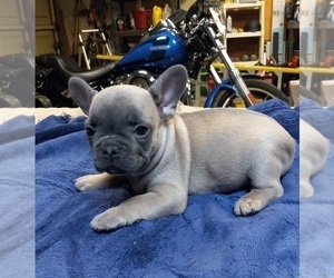 French Bulldog Puppy for sale in FRISCO, TX, USA