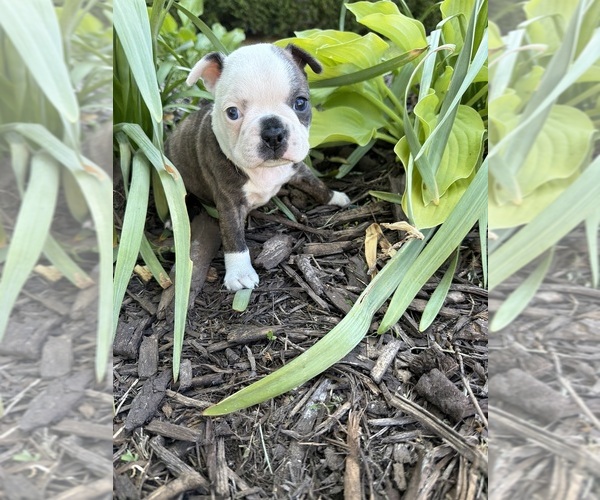 Medium Photo #4 Boston Terrier Puppy For Sale in FREDONIA, KS, USA