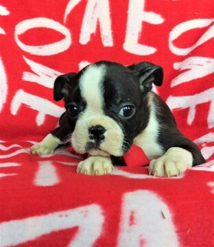 Medium Photo #6 Boston Terrier Puppy For Sale in LANCASTER, PA, USA