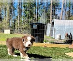Small Photo #21 Miniature Australian Shepherd Puppy For Sale in MIDDLEBURG, FL, USA