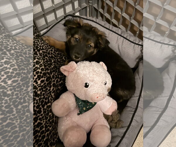 Medium Photo #1 Mutt Puppy For Sale in The Woodlands, TX, USA