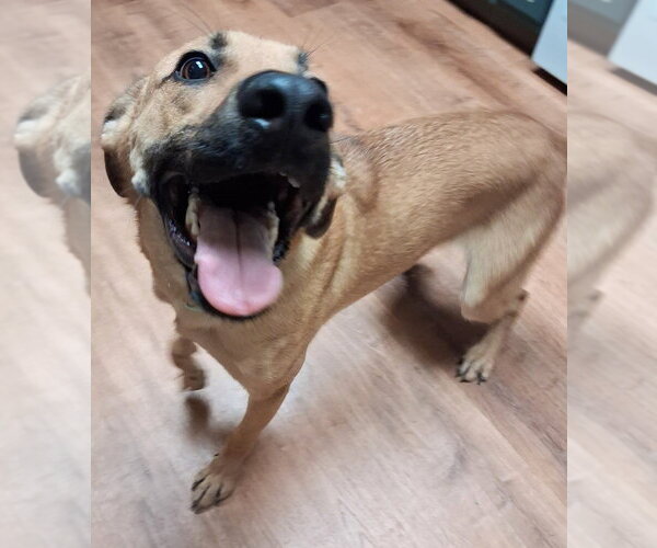 Medium Photo #3 Black Mouth Cur-Unknown Mix Puppy For Sale in Boston, MA, USA