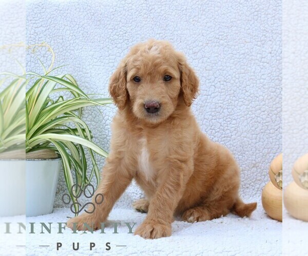 Medium Photo #1 Goldendoodle Puppy For Sale in NARVON, PA, USA