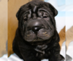 Small #2 Chinese Shar-Pei