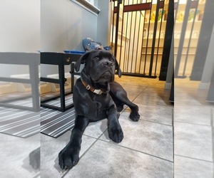 Cane Corso Puppy for sale in BLOOMFIELD HILLS, MI, USA