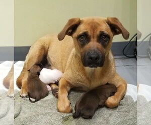 Karolina - Female Labrador Retriever-Unknown Mix Dog for Adoption - Photo #4