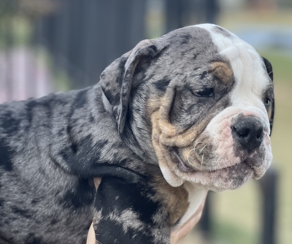 Medium Photo #3 Olde English Bulldogge Puppy For Sale in FLORESVILLE, TX, USA