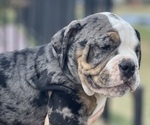 Small Photo #3 Olde English Bulldogge Puppy For Sale in FLORESVILLE, TX, USA