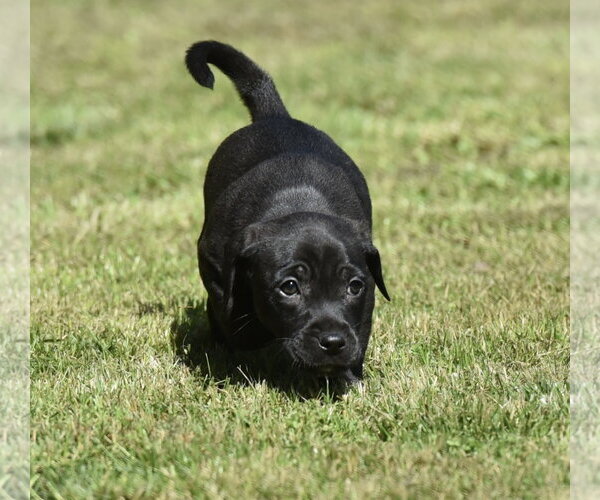 Medium Photo #3 Dachsador Puppy For Sale in Mechanicsburg, PA, USA