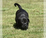Small #2 Dachsador