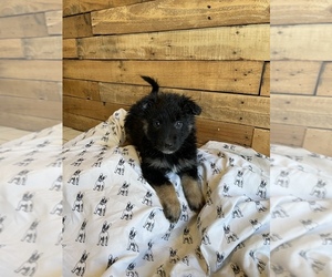 Australian Shepherd-German Shepherd Dog Mix Puppy for sale in BERRIEN SPRINGS, MI, USA
