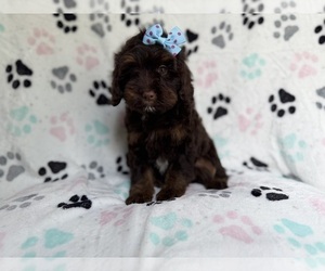 Cock-A-Poo Puppy for sale in LAKELAND, FL, USA