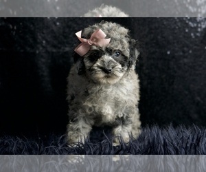 Medium Poodle (Miniature)