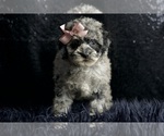 Puppy Gidget AKC Poodle (Miniature)