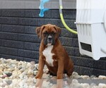 Small #4 Boxer