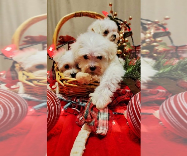Medium Photo #1 Maltipoo (Toy) Puppy For Sale in BRANSON, MO, USA