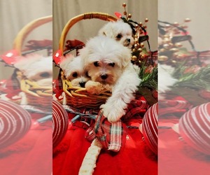 Maltipoo (Toy) Puppy for sale in BRANSON, MO, USA