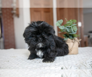 Medium Shorkie Tzu