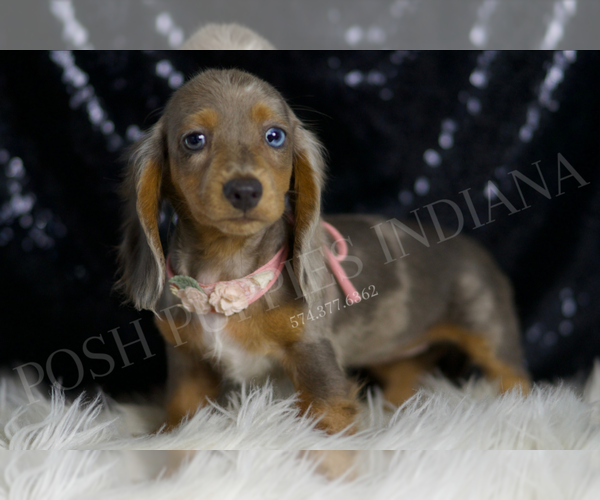 Medium Photo #3 Dachshund Puppy For Sale in WARSAW, IN, USA