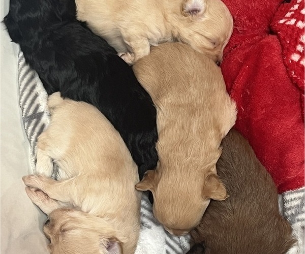 Medium Photo #4 Pomapoo (Toy) Puppy For Sale in GLENWOOD CITY, WI, USA