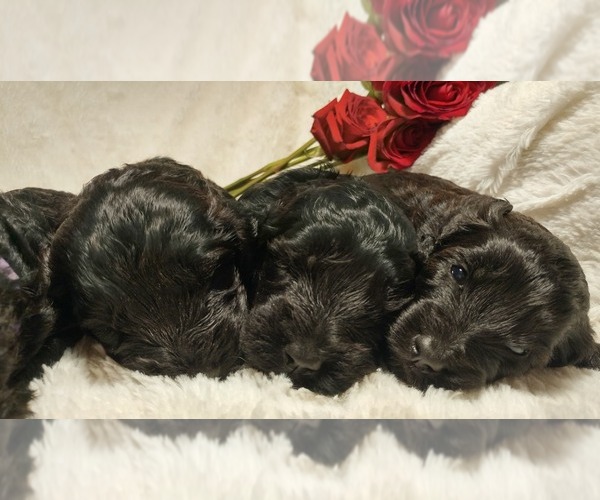 Medium Photo #17 Mini Whoodle (Wheaten Terrier/Miniature Poodle) Puppy For Sale in PEORIA, IL, USA