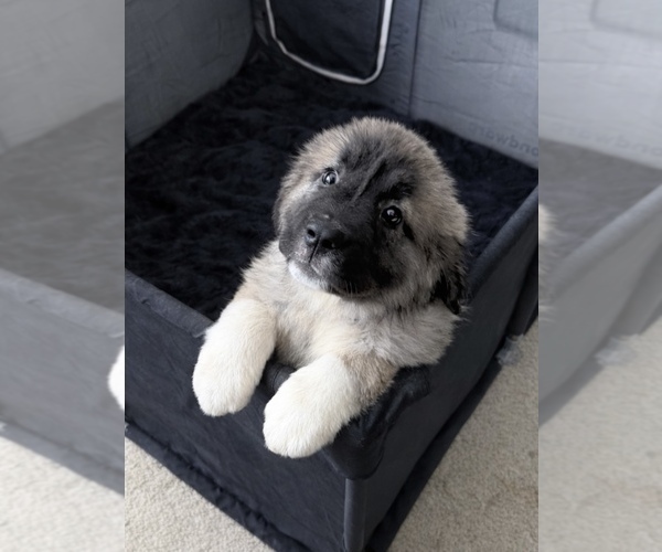 Medium Photo #3 Caucasian Shepherd Dog Puppy For Sale in AKELEY, MN, USA