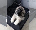 Small #2 Caucasian Shepherd Dog