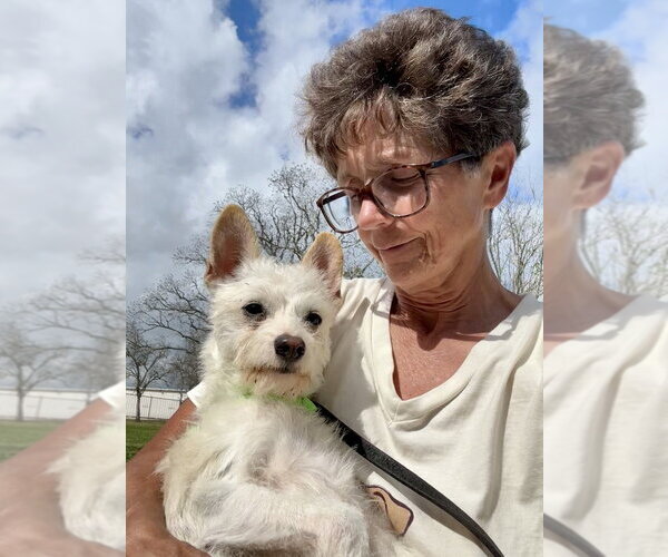 Medium Photo #4 Mutt Puppy For Sale in San Leon, TX, USA