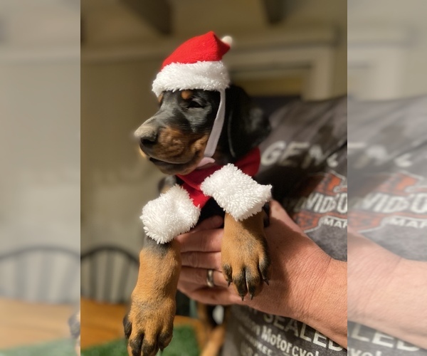 Medium Photo #14 Doberman Pinscher Puppy For Sale in CORONA, CA, USA
