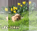 Puppy Joker Golden Retriever
