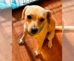 Small #1 Chihuahua Mix