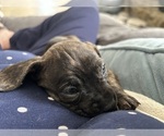 Puppy Beethoven French Bull Weiner