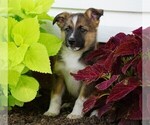 Small Aussiedoodle-Fox Terrier (Toy) Mix