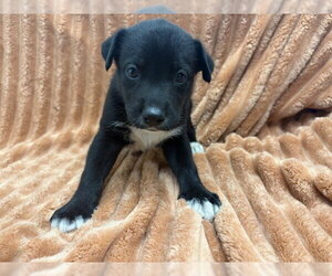 Mutt Dogs for adoption in San Bernardino, CA, USA