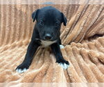 Small Mutt